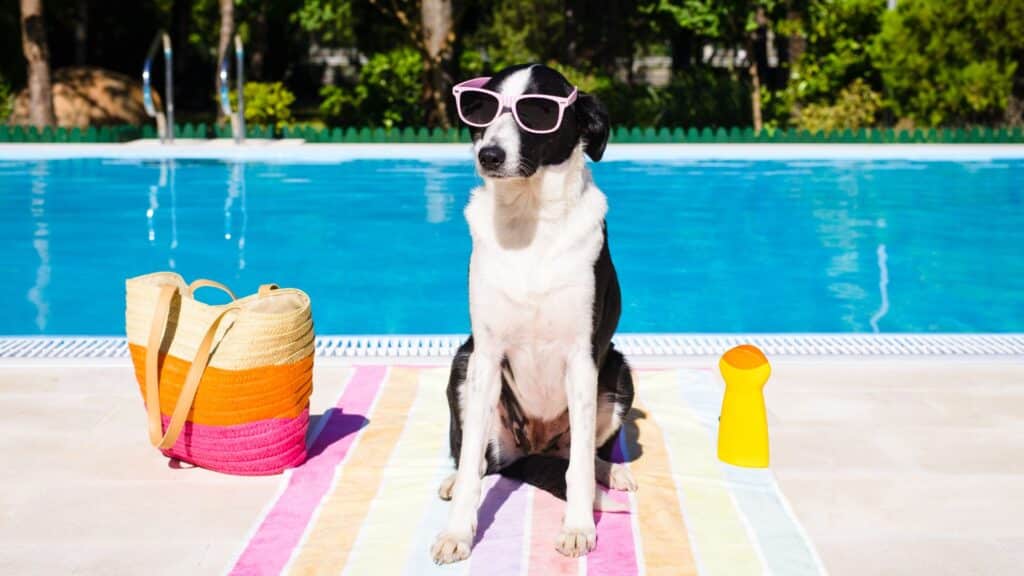 Boarding Facilities When You Travel