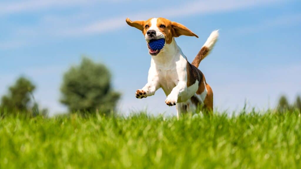 Dog Parks and Pet-Friendly Spaces