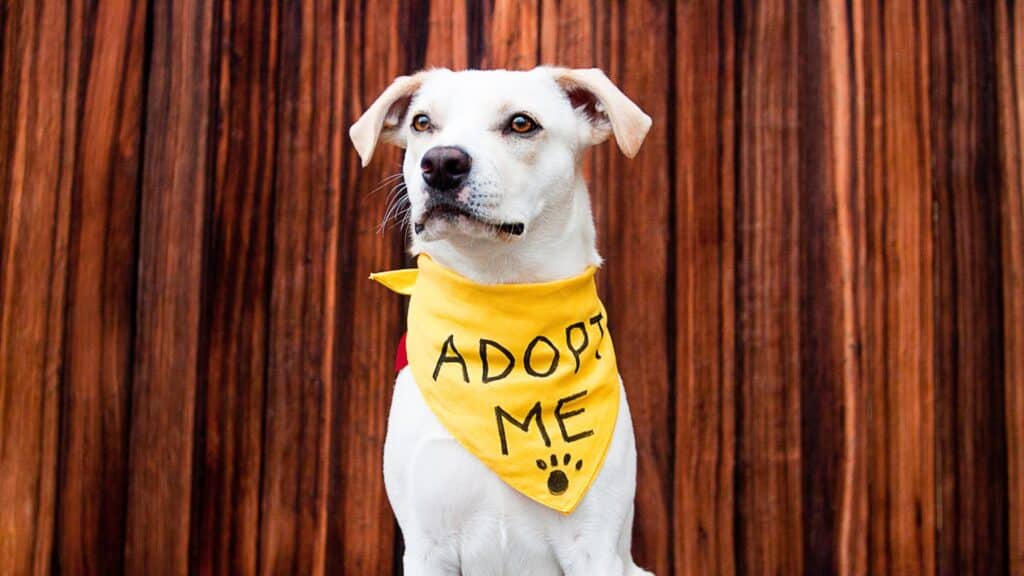 Don’t have a pet but are looking to adopt one? 